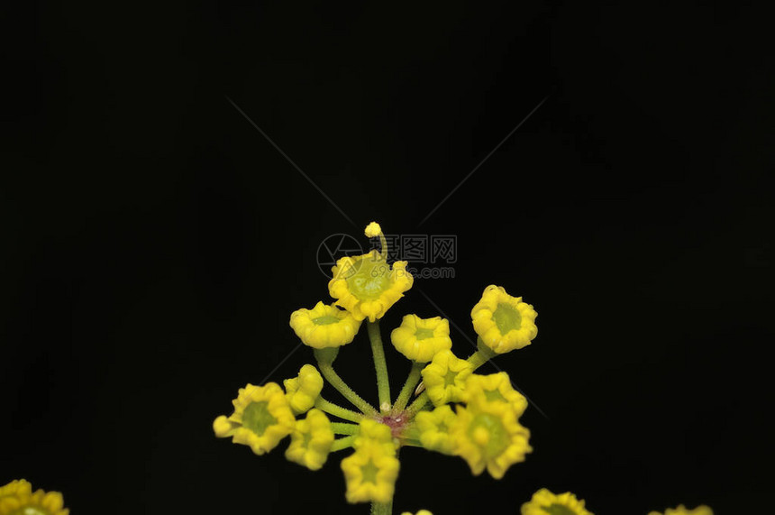 蓍草植物顶部是扁平明亮的黄色花头图片