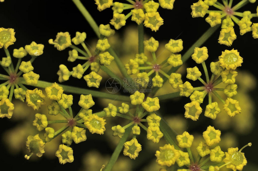 蓍草植物顶部是扁平明亮的黄色花头图片