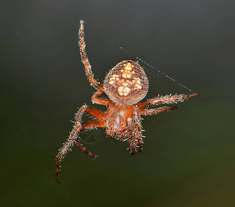 一只OrbWeaver蜘蛛在TX休斯顿的自然背景面前微妙图片