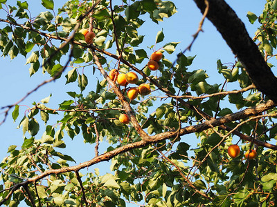 果园树上的Ripe杏仁图片