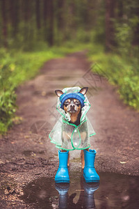 雨衣和橡皮靴中一只狗的照片创用图片