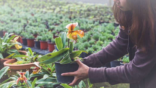 温室花卉苗木年轻女子的手拿着一个花盆高清图片