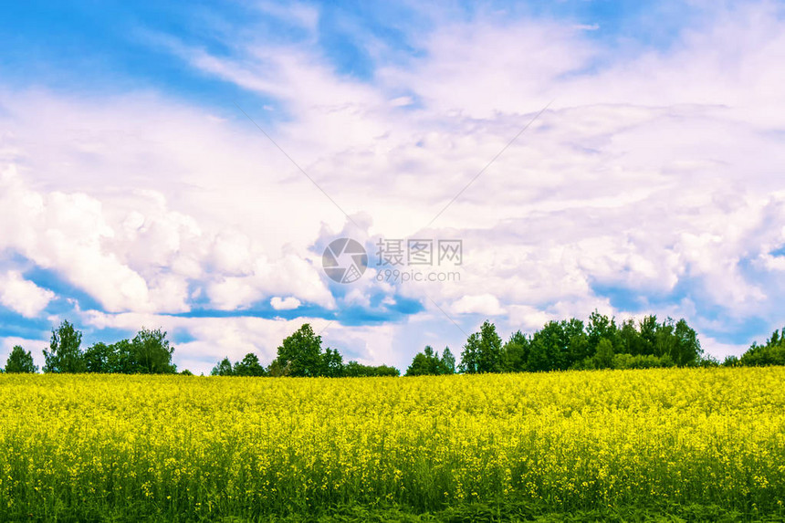夏季风景野外有明亮的黄色图片