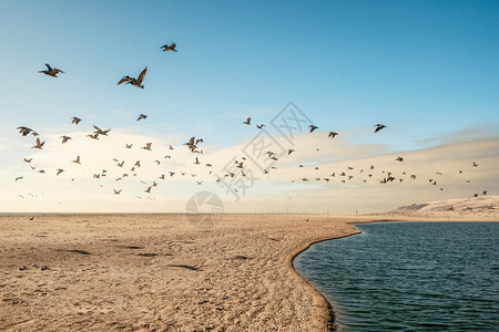 沙滩和鸟群飞过海面太平洋图片
