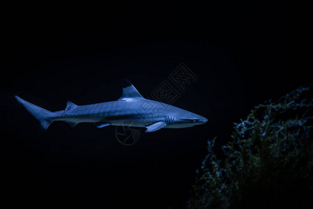 在黑暗大自然危险中漂亮的大白鲨鱼水图片