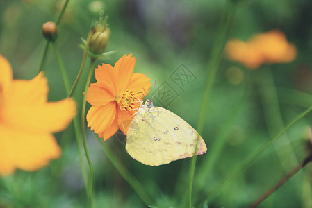 黄蝴蝶和黄花上的黄蝴蝶在自然的春图片