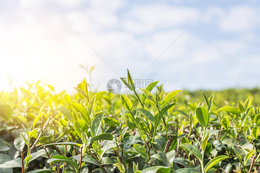 或黑龙茶叶早上在种植园的树上露图片