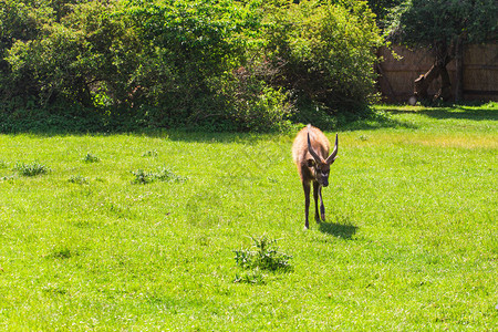 草地上的鹿动物园野生动物和哺图片