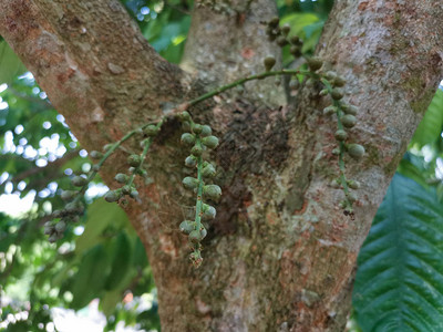幼芽lansiumparasiticum果实从树干和树枝中发芽图片