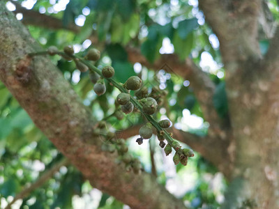幼芽lansiumparasiticum果实从树干和树枝中发芽图片