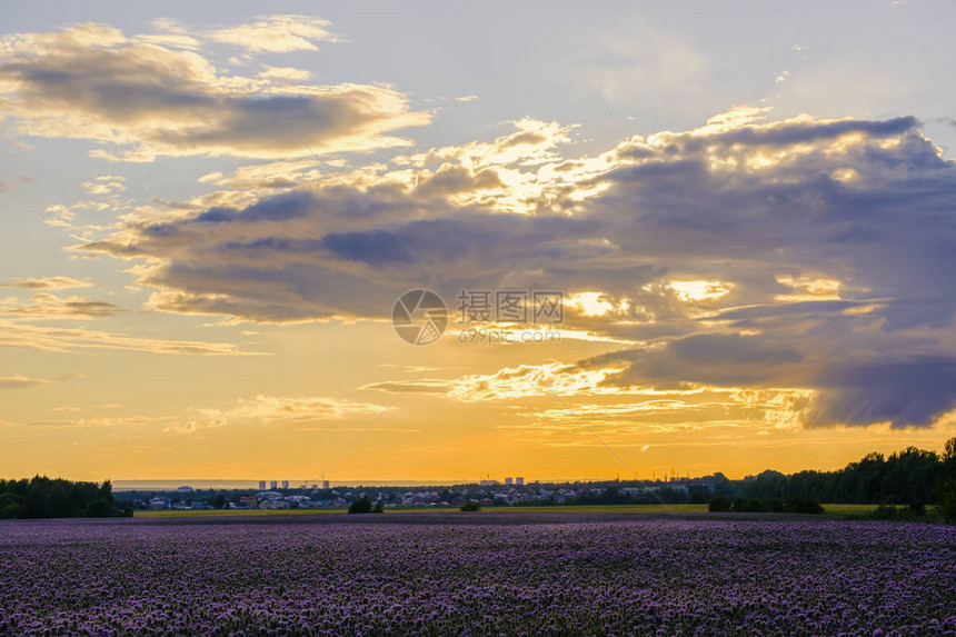 phacelia美丽的紫色花朵的领域日落时美丽的乡村景观蜜图片