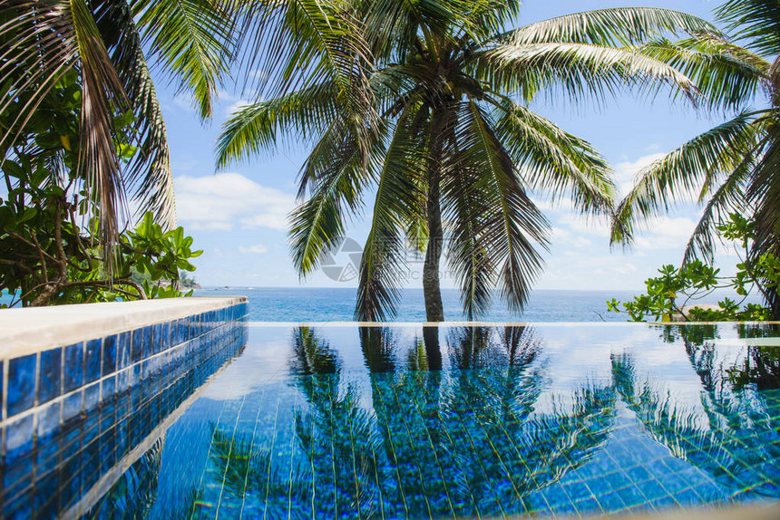 无边泳池中的椰子树叶倒影图片