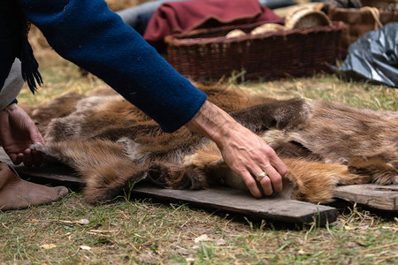 人手捡起野生动物的地面毛皮在农村出图片