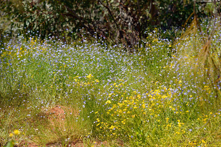 澳大利亚北部地区AliceSprings附近的野生花丛林地面积图片