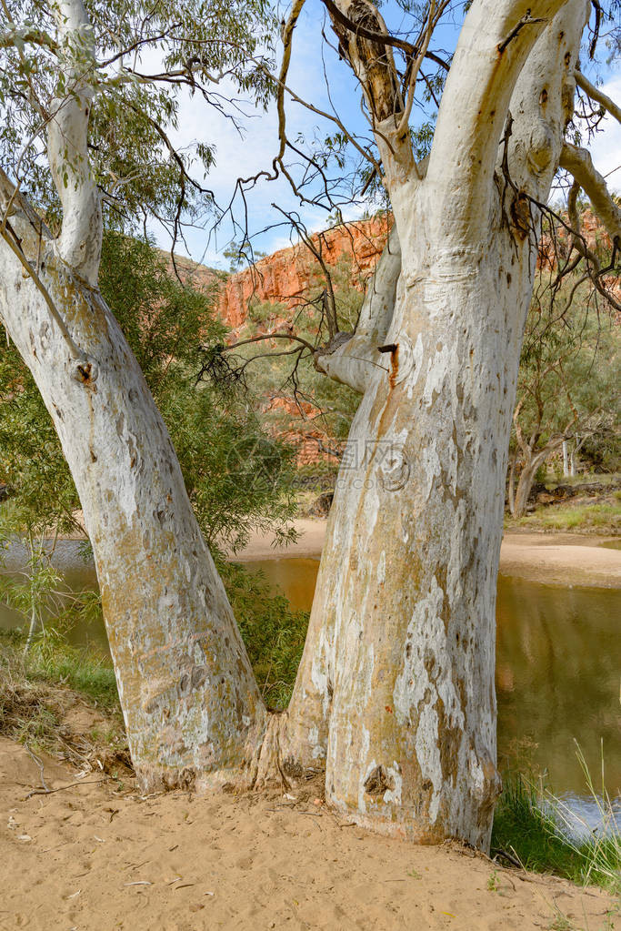 澳大利亚北部地区荒漠东麦克唐纳山脉的白牙糖树图片