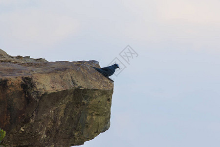 这只灰色的鸟在山上的一个高的悬崖上图片