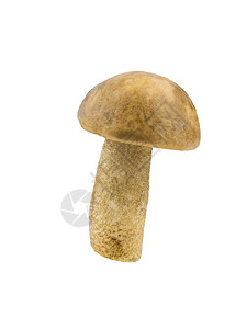 新鲜切的蘑菇肉团孤立在白色背景图片