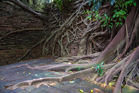 泰国的树根树根图片