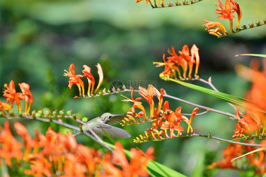 安娜的蜂鸟饮用蒙特布雷蒂亚花蜜加拿大不列颠哥伦比亚省Vancou图片