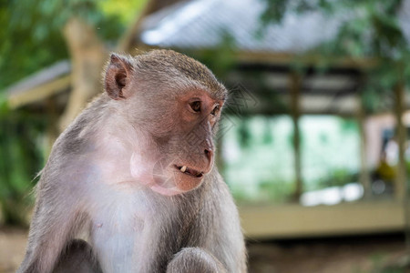 动物园中的动物概念泰国图片