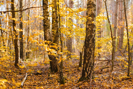 秋天黄色森林中的白桦树枝干图片