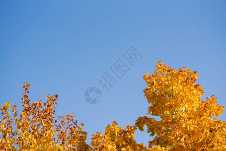 蓝天背景的秋叶图片
