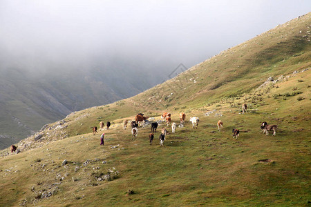 牧羊女放牧牛雾天图片