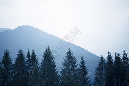 雾山背景和树顶在灰色的忧郁天空下的浅滩上冷调图片