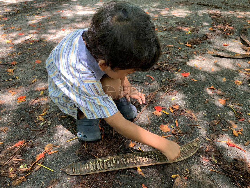 亚洲男孩正在玩从树上掉下来的种子图片