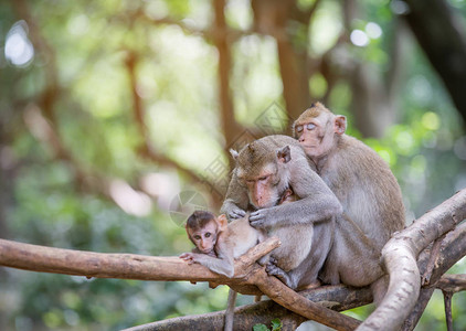 公园里的家庭猴子图片