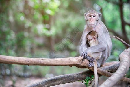猴子妈带着小猴子图片