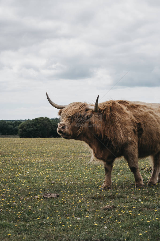 高地牛群的侧面景色在夏季站在英国多塞特新森林公园图片