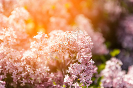 春花园的百花枯萎美丽的银色花朵令图片