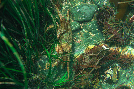 章鱼在珊瑚和海胆中栖息于水图片