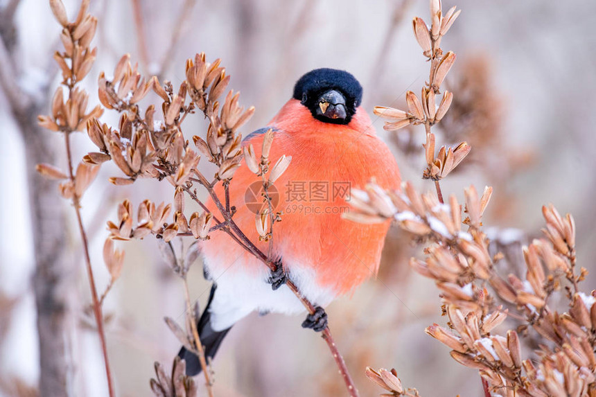 红胸鸟红胸特写在树枝的背景上图片