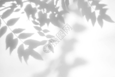 白色墙上树叶的灰色阴影图片