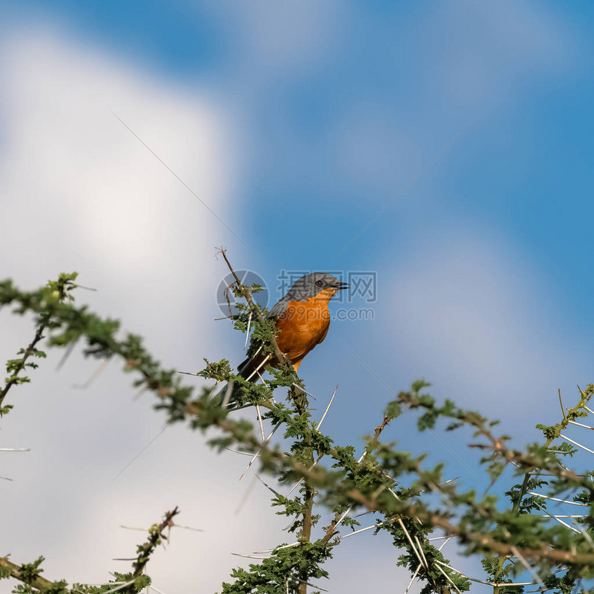 在坦桑尼亚的一棵青鸟树上围着异图片