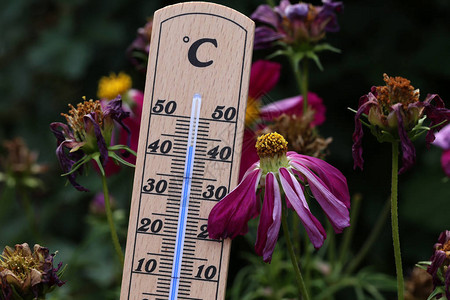 炎热的夏天温度计显示花卉和植物枯图片