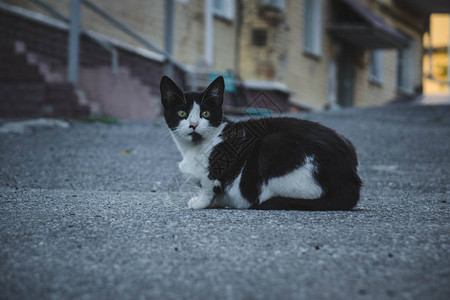 无家可归的黑白猫黄眼睛图片