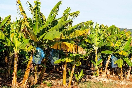 农场香蕉树种植园风景图片