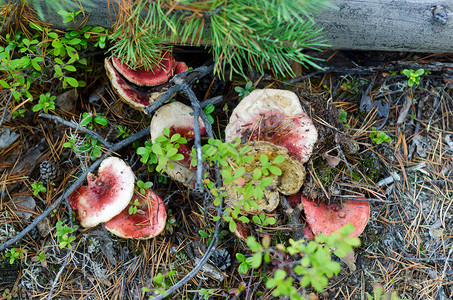 在雅库提亚北部苔原上红蘑菇的滑头和花锥中白莓栗子在迷宫图片