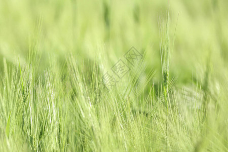在麦田的绿色小穗图片