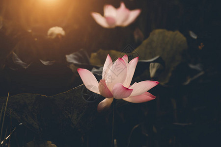 美丽的柔软粉红莲花在深厚的音调和模糊的图片