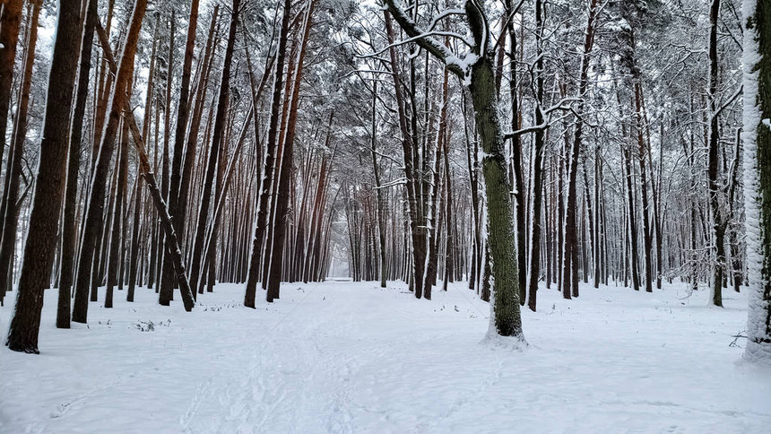 美丽的雪覆盖野生森林自然保护冬图片