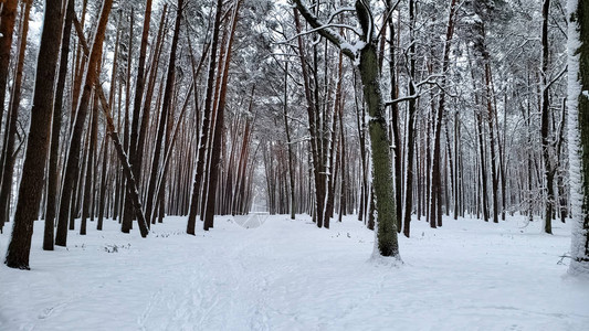 美丽的雪覆盖野生森林自然保护冬图片