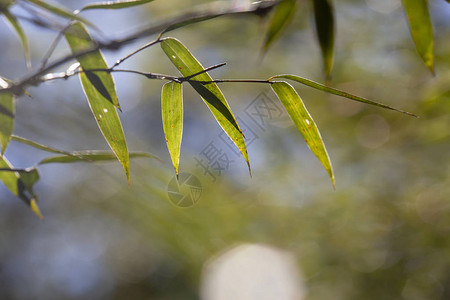 在森林或质地背景中生长的叶竹木框图片