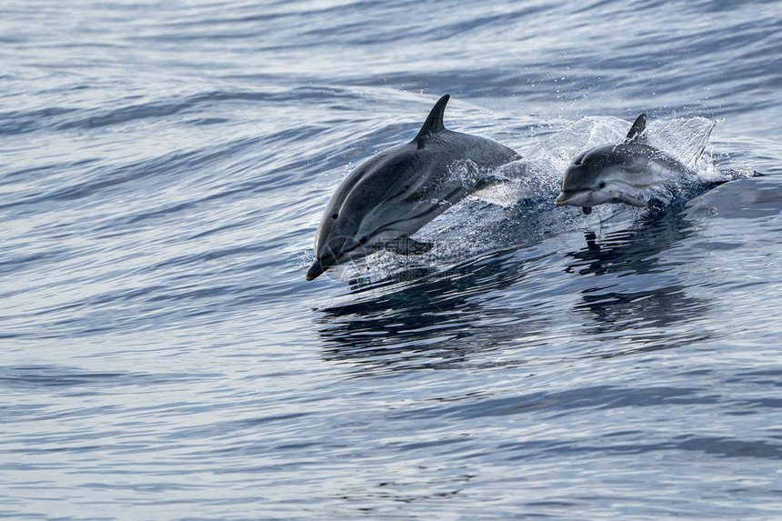 与小儿子斑纹海豚在海外跳跃图片