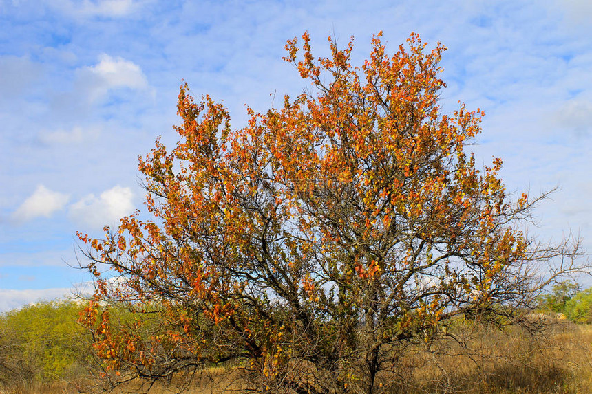 秋天的蓝天孤独的杏树图片