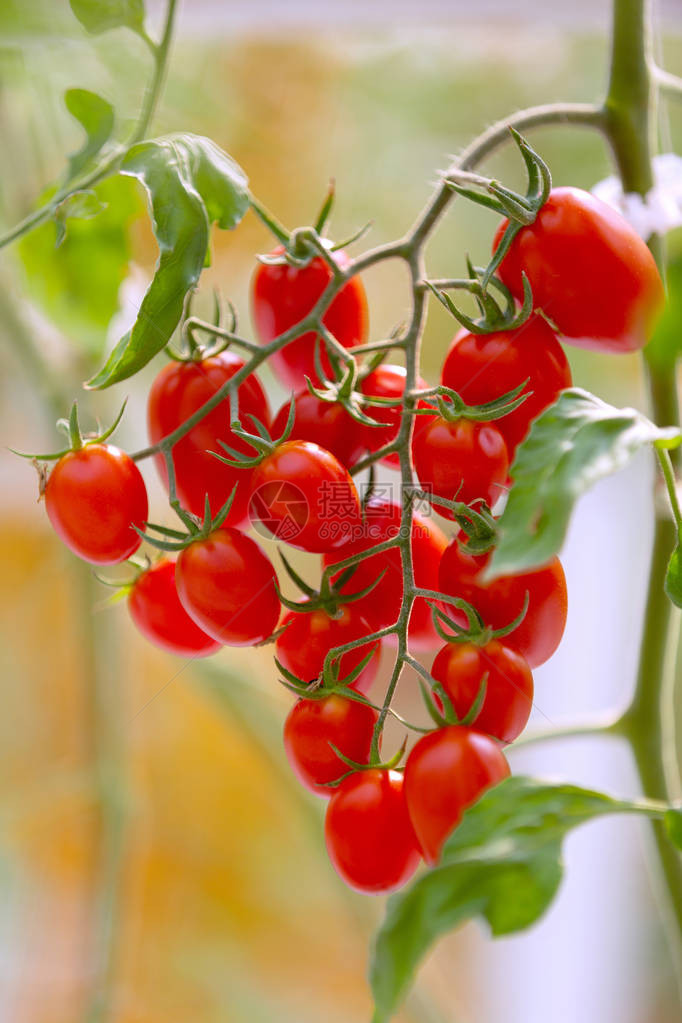 种植新鲜成熟的红番茄和黄番茄图片