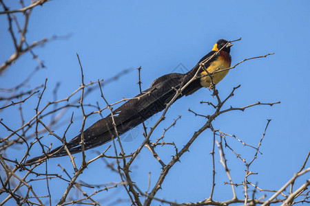 长尾天堂WydahViduaparadisaea鸟笼在南非克鲁格公园图片